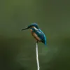 C'est en survolant sa portion de rivière ou en faisant le guet de son perchoir qu'il **surveille son territoire**.