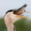 Il sait digérer les **arêtes** mais pas les **poils des rongeurs** qu'il rejette en **pelote de réjection**.