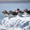 Les macareux sont **grégaires** : ils se déplacent et pêchent en groupe durant toute l'année.