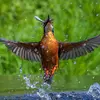 Ses ailes **courtes et arrondies** assurent un **bon appui sur l'eau** pour en ressortir rapidement.
