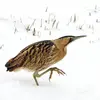 Ses **pattes** sont **courtes** avec des doigts **non palmés**.