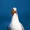 Le Goéland argenté est **omnivore** et **opportuniste**.