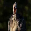 Le héron cendré pousse des **forts croassements**, souvent le **soir ou la nuit en vol**.