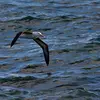 Il vit dans l'océan **Atlantique sud**.