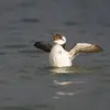 Il sera ensuite **escorté en mer par le père**.