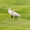 Au **repos**, on peut la confondre avec la **Grande Aigrette**, mais la **posture est différente**.