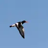 Son **vol droit et rapide** ressemble à celui d'un **canard**.