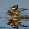 Le Canard siffleur **vit principalement** sur les **lacs et cours d'eau de la taïga**.