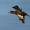 Le **mâle en éclipse** ressemble à la femelle, mais son plumage est **davantage brun roux** et il conserve son **plumage blanc** sur l'aile.