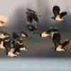 Le groupe est parfaitement **synchronisé en vol** lors de l'**attaque d'un prédateur** comme un faucon.