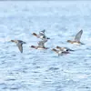 **En vol**, le dessus des ailes des femelles est **grisâtre**.