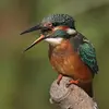 Après son repas, il rejette une **pelote de réjection** des parties non digérées (écailles, arêtes, carapaces d'insectes).