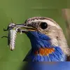La Gorgebleue est **insectivore**.