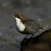 Son plumage est **sombre** (brun à noir) avec un **grand plastron blanc**. La tête, la nuque et le dessous du plastron est **brun**.