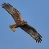 Le bout de ses ailes n'est **pas nettement noir** et sa **queue est brunâtre**.
