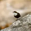 Le chant est une **série calme de sons secs, grinçants et de gazouillis**. Les **notes stridentes** permettent de **se distinguer du fond sonore de la rivière** et de se faire entendre.
