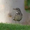 Autour du début de la ponte, le mâle reste à moins d'un mètre de la femelle pour ne pas se la faire voler par d'autres mâles et la suit si elle quitte le nid.