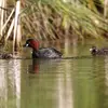 Le Grèbe castagneux est **moins piscivore que les autres grèbes**. Il s'installe ainsi sur de **plus petits plans d'eau**.
