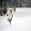 Ces dernières années, **une partie de la population européenne** s'est **sédentarisée** par des hivers plus doux et la présence de nourriture dans les centres d'enfouissements biodégradables.