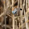 La Panure à moustaches se nourrit d'**insectes, d'araignées et de petits mollusques** à la belle saison.