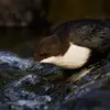 Il se nourrit d'**insectes aquatiques et de larves, de petits crustacés et de mollusques**.