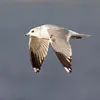 Lors du deuxième hiver, le dessus est **gris** avec des petites **pointes blanches sur les ailes** (appelées miroirs), mais conserve plus de noir sur le bout des ailes que chez l'adulte. La queue est blanche.