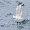 Il cherche sa nourriture sur les côtes pour trouver **coquillages, poissons**...