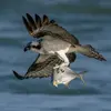 Le Balbuzard pêcheur se nourrit de **poissons**.