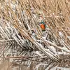 À l'âge adulte, c'est un **solitaire qui défend son territoire** des intrusions d'autres individus de son espèce **sur environ 1 km de cours d'eau**.