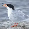 La **Sterne pierregarin** a un bec **rouge orangé avec une pointe noire** en plumage nuptial.