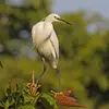 En **plumage nuptial**, on observe de **longues plumes fines** au niveau de la **nuque**, à l'arrière de la **tête** et du **dos**.