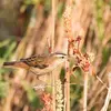 Il mange des **insectes et des araignées**.
