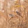 Elle est **surtout sédentaire**. Quelques individus au nord migrent vers le sud en hiver.