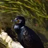 La couleur de son plumage est majoritairement **noir avec des reflets métalliques** bleutés, verts, ou bronzes.