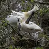 Le nid est fait de **branchettes** dans les arbres ou les roseaux, en général à l'écart des autres espèces.