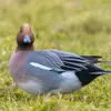 Le Canard siffleur fait la **taille du Canard souchet**. Il est un peu **plus petit que le Canard colvert**.