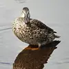 La **femelle** pousse des **cris rauques, enroués** d’abord aigus puis plus grave. Elle cancane avec **4 à 7 syllabes nasillardes allant decrescendo "hein hein hein hein…"**. En arrière-plan, on entend ici des sifflets de mâles.