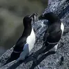 Le Pingouin torda se nourrit de **poissons et de crustacés**.