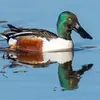 En **plumage nuptial**, le **mâle** a la tête **vert-bouteille**, le bec **noir** et les yeux **jaunes**…