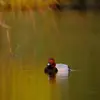 Le Fuligule milouin passe l'**hiver en Europe occidentale et du sud**, sur les **lacs, étangs et cours d'eau calmes**.