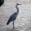 Le Héron cendré a la silhouette d'un **grand échassier** avec son **long cou** et ses **longues pattes**.
