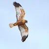 On remarque parfois des **individus intermédiaires** qui n'ont pas encore leur plumage adulte. Ces juvéniles mâles ont le **bout des ailes noir et le dessous sombre**.