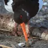 Il sait ainsi ouvrir les coquillages en les **martelant**, en **écartant les valves** et en **sectionnant le muscle** qui les relie.