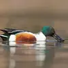Ainsi, il se nourrit de **végétaux**, de **petits animaux aquatiques** (mollusques, crustacés) mais aussi de **plancton**.