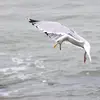 Pendant la reproduction il mange surtout des **poissons**.
