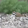 Il est capable de **courir très vite**, si bien qu'il semble glisser.