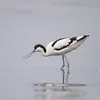 L'Avocette élégante pousse des **cris de contact et d'alarme** sous forme d'un **bas sifflement flûté et nerveux**. "plut-plut-plut-plut-plut..."