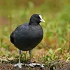 La Foulque macroule est un peu **plus grande que la Gallinule poule d'eau**.