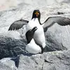 Pour **nicher**, il vient **sur les côtes** et descend sur le littoral atlantique **jusqu'à la Bretagne**.