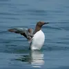 On le trouve sur l'**océan atlantique** jusqu'à la **limite sud du Portugal**.